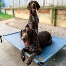 Charlie&rsquo;s Trampoline Outdoor Dog Bed